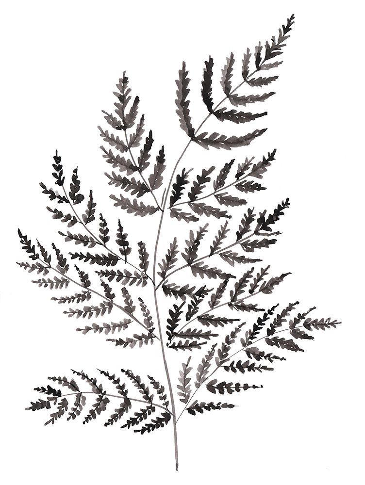 Simple Fern in Black art print by Dogwood Portfolio for $57.95 CAD