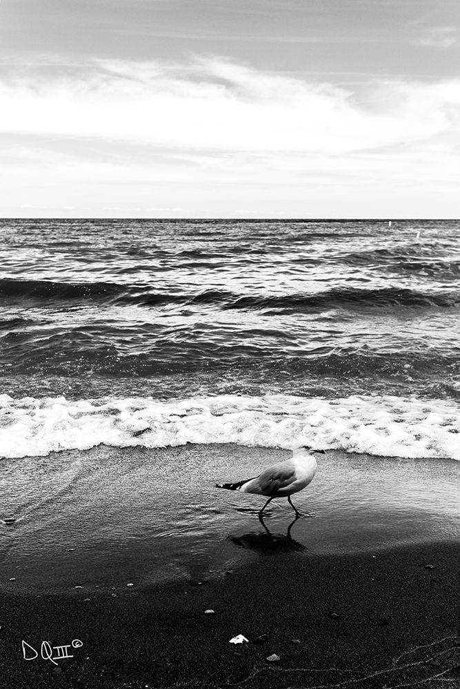 Seagull I    art print by Donnie Quillen for $57.95 CAD