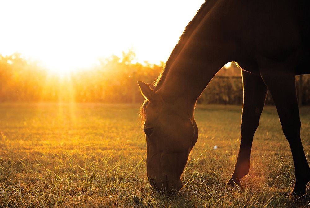 Sunset Grazing I art print by Donnie Quillen for $57.95 CAD