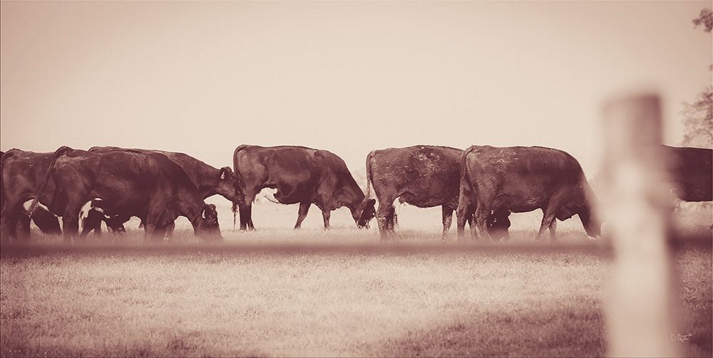 Cattle Row art print by Donnie Quillen for $57.95 CAD