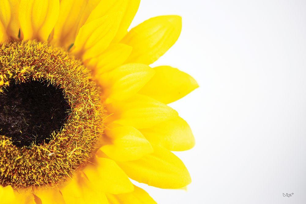 Sunflower Close-up art print by Donnie Quillen for $57.95 CAD