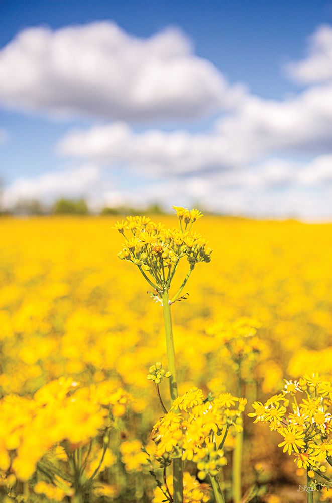 Field of Yellow III art print by Donnie Quillen for $57.95 CAD