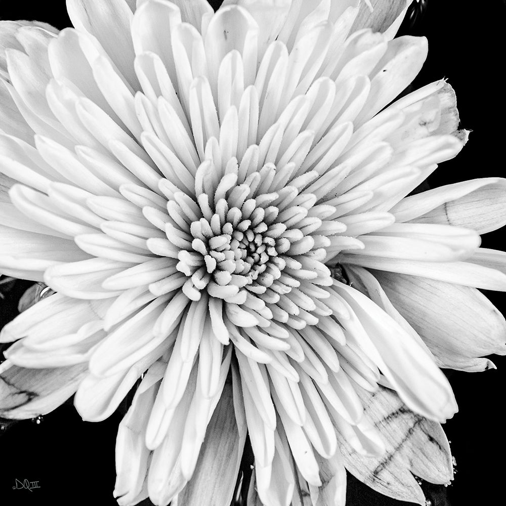 Black and White Love II art print by Donnie Quillen for $57.95 CAD