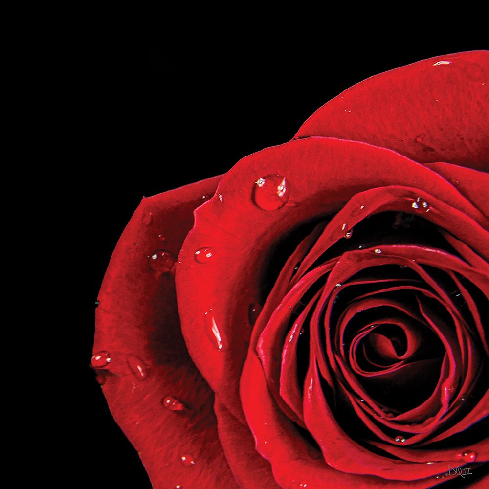 Pop of Red Rose art print by Donnie Quillen for $57.95 CAD
