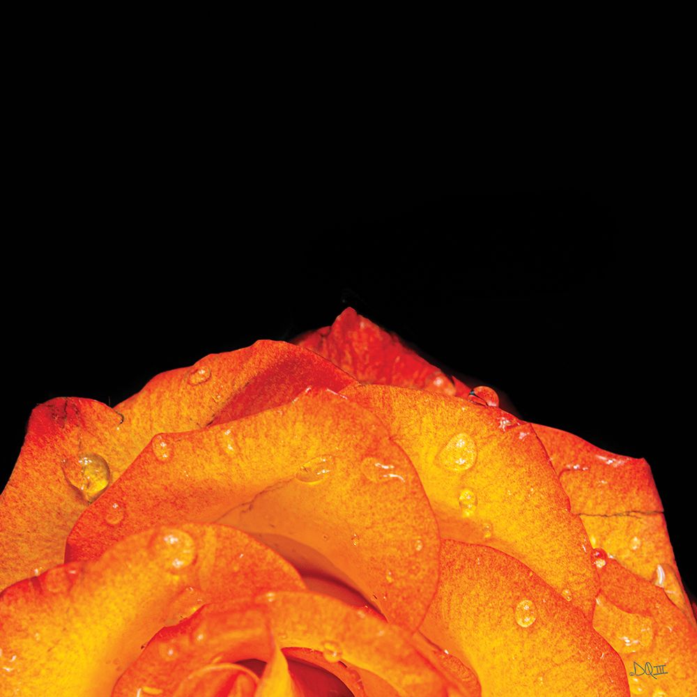 Orange Petals art print by Donnie Quillen for $57.95 CAD