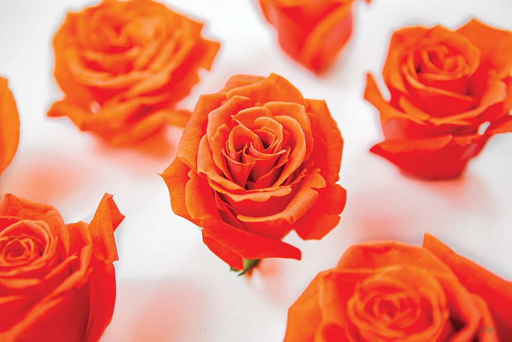 Tiger Orange Roses art print by Donnie Quillen for $57.95 CAD