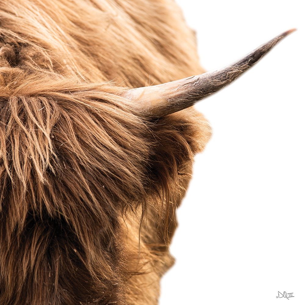 Highland Horn II art print by Donnie Quillen for $57.95 CAD