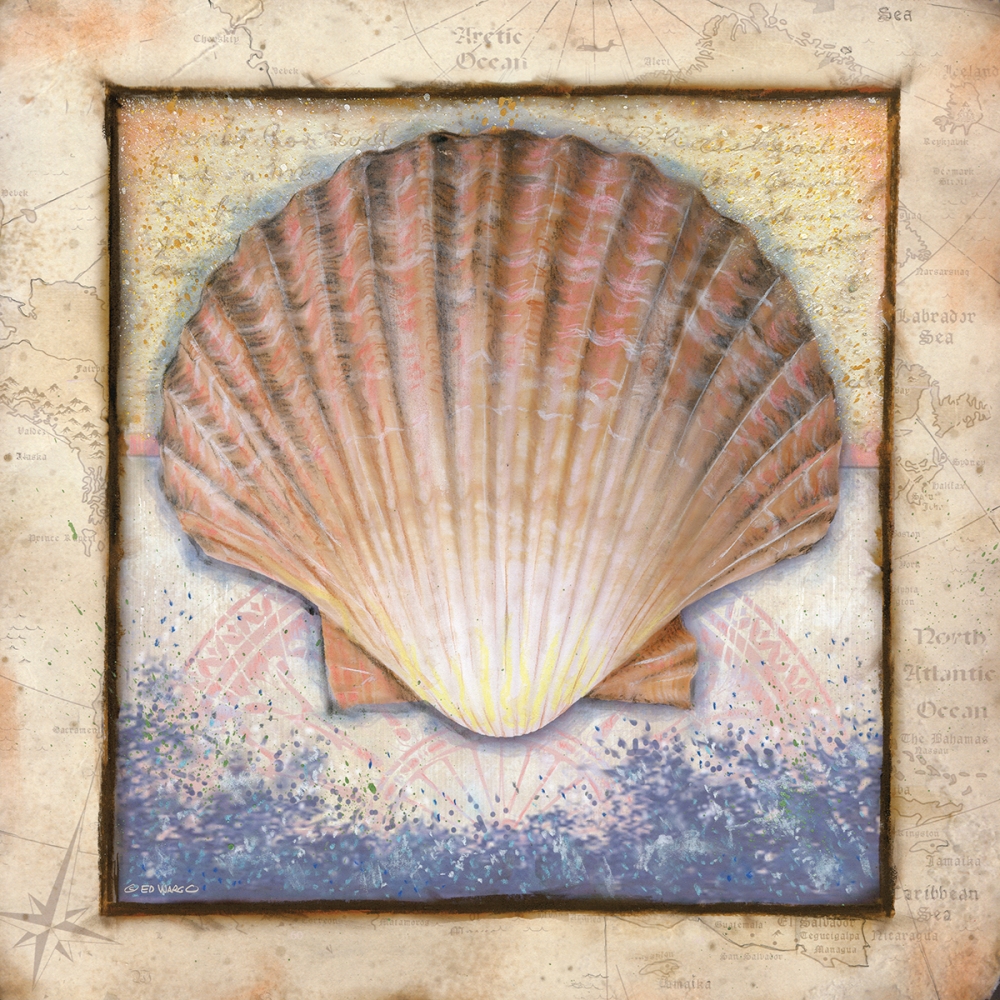 Shell art print by Ed Wargo for $57.95 CAD