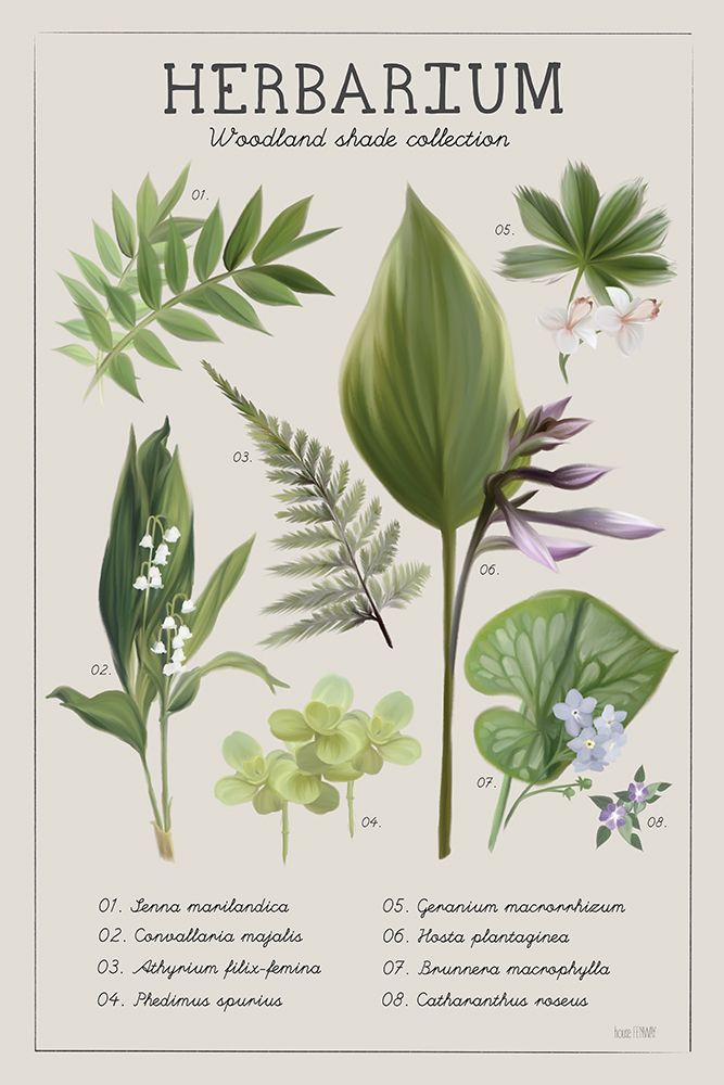 Herbarium art print by House Fenway for $57.95 CAD