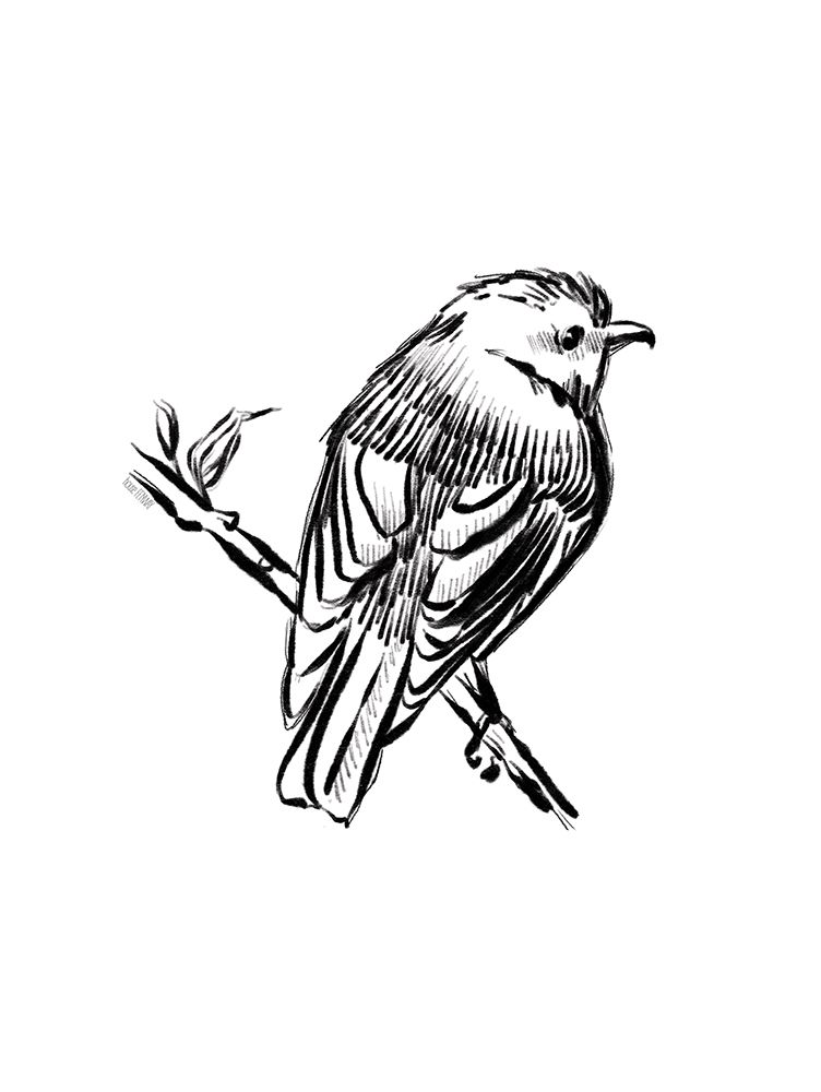 Songbird Sketch I art print by House Fenway for $57.95 CAD