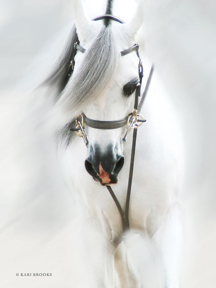 Dream Horse art print by Kari Brooks for $57.95 CAD