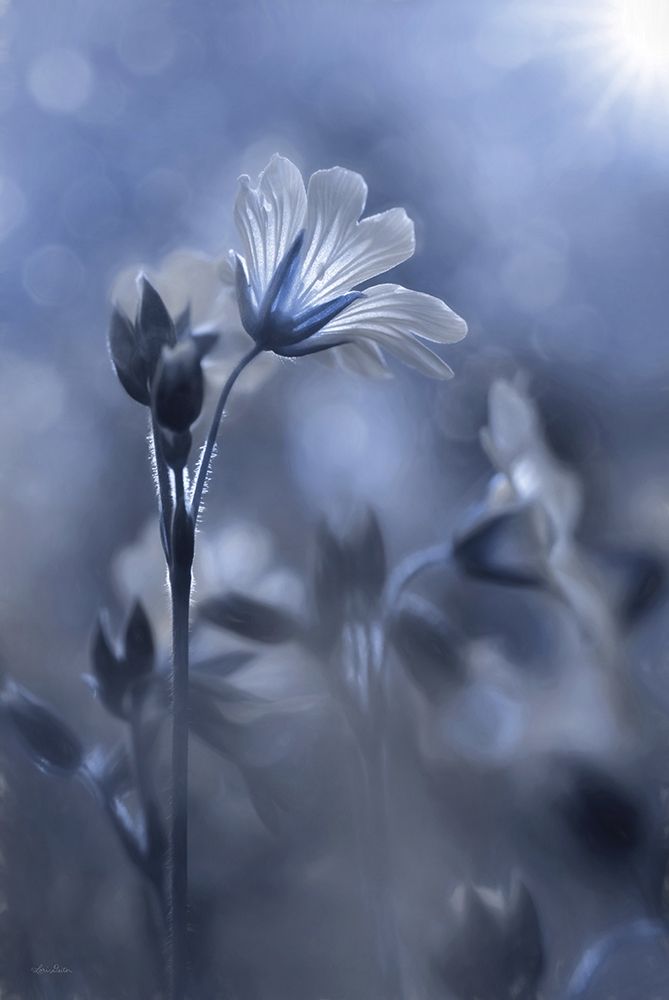 Blue and White Flowers I art print by Lori Deiter for $57.95 CAD