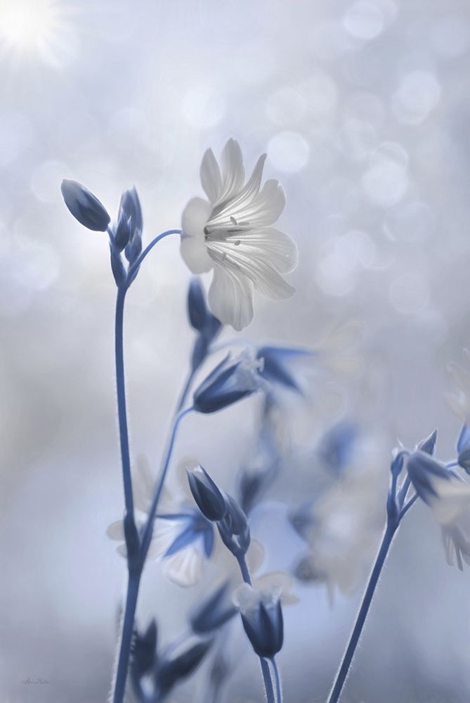 Blue and White Flowers II art print by Lori Deiter for $57.95 CAD