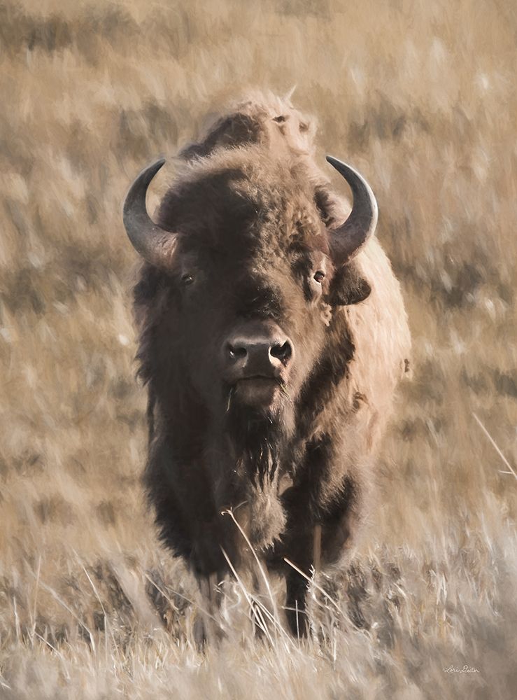 Yellowstone Bison art print by Lori Deiter for $57.95 CAD