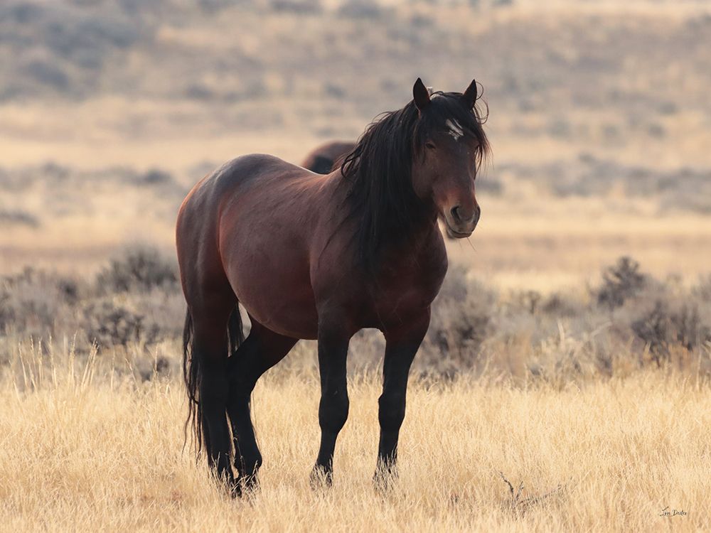 Brown Beauty art print by Lori Deiter for $57.95 CAD
