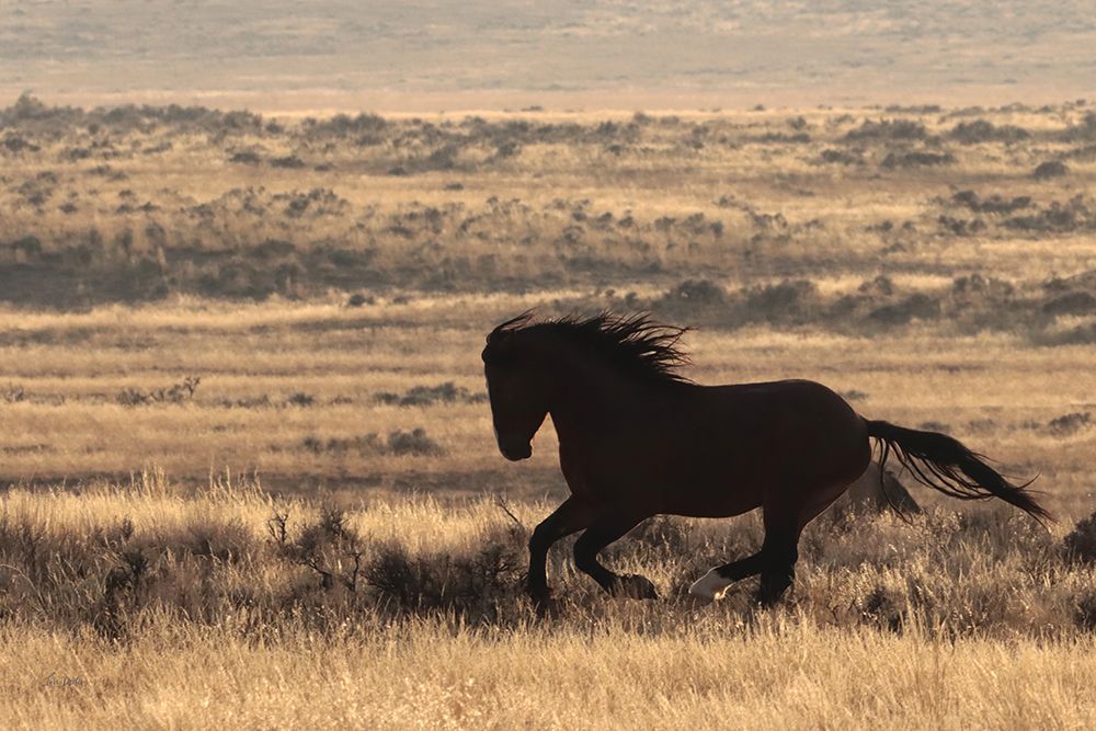 Run Like the Wind art print by Lori Deiter for $57.95 CAD