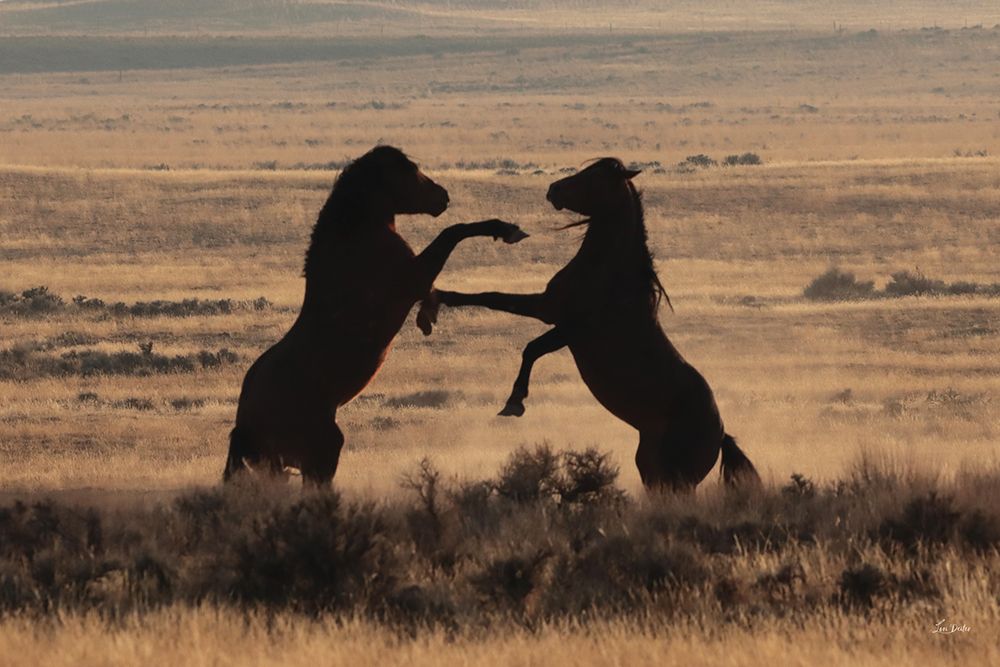 Wild Fury art print by Lori Deiter for $57.95 CAD
