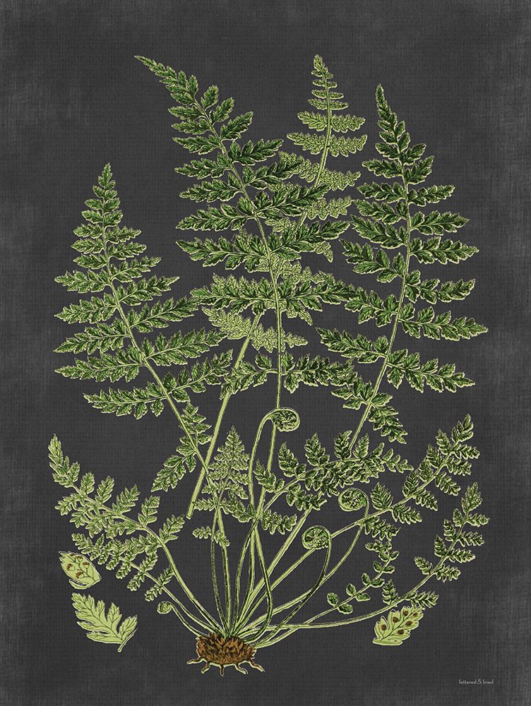 Fern Study art print by Lettered and Lined for $57.95 CAD
