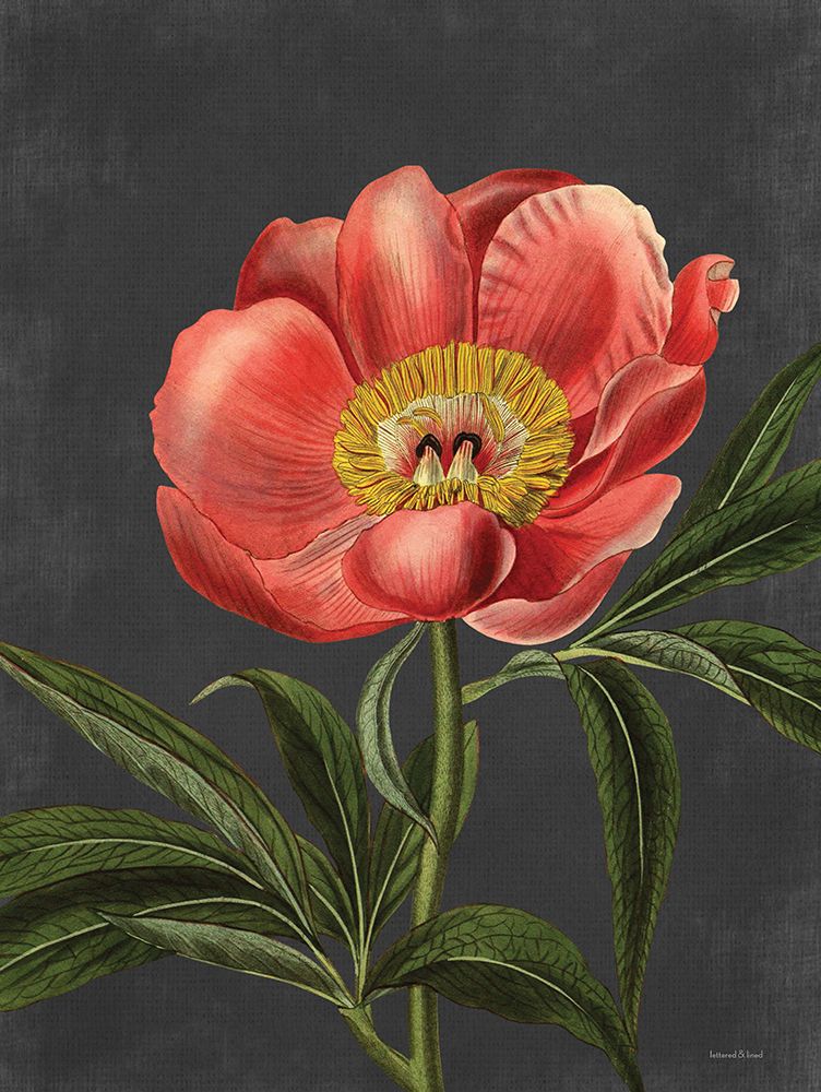 Peony art print by Lettered and Lined for $57.95 CAD