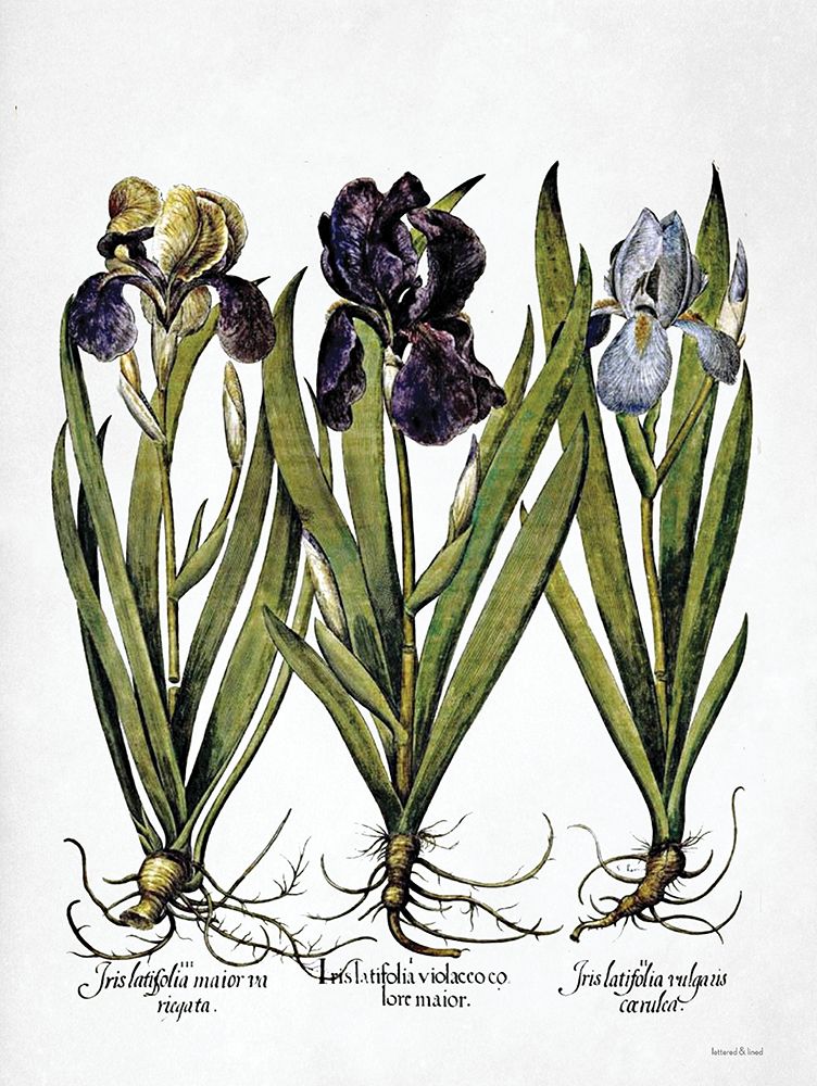 Iris Botanical I art print by Lettered And Lined for $57.95 CAD