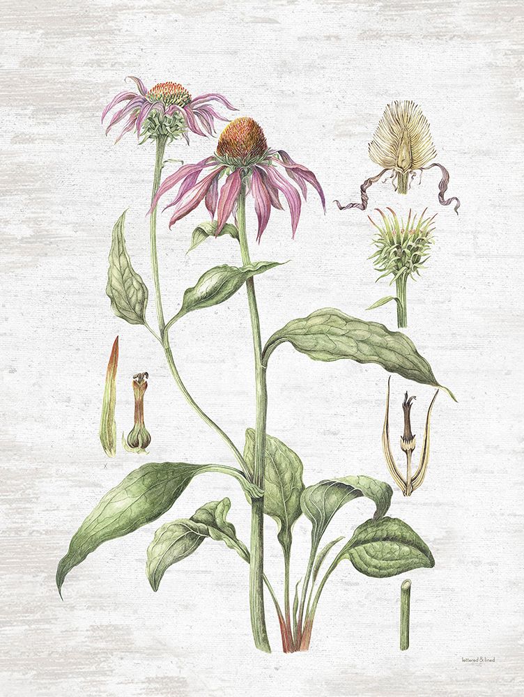 Quiet Meadow Botanical art print by Lettered and Lined for $57.95 CAD