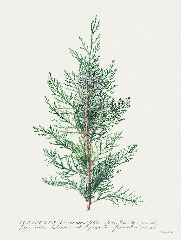 Juniperus art print by lettered And lined for $57.95 CAD