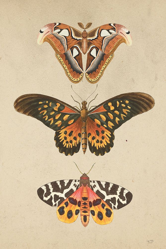 Butterfly and Moths art print by Lux + Me Designs for $57.95 CAD