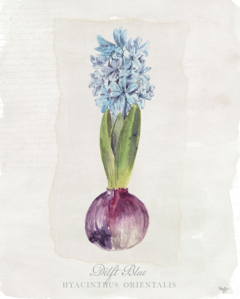 Hyacinthus Orientalis I art print by Mollie B. for $57.95 CAD