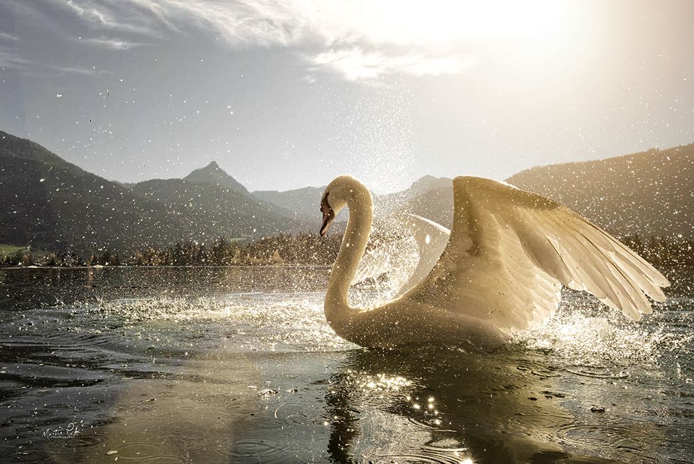 Golden Swan art print by Martin Podt for $57.95 CAD