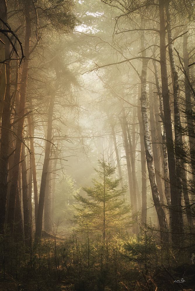 The Little Things art print by Martin Podt for $57.95 CAD