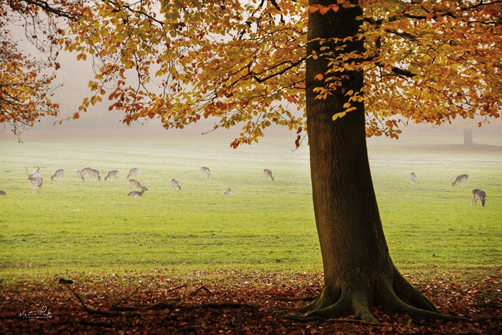 Peaceful Autumn Day art print by Martin Podt for $57.95 CAD