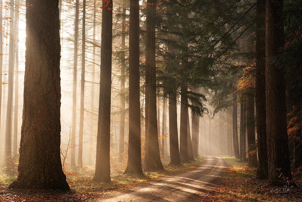 Morning Sun Beam art print by Martin Podt for $57.95 CAD