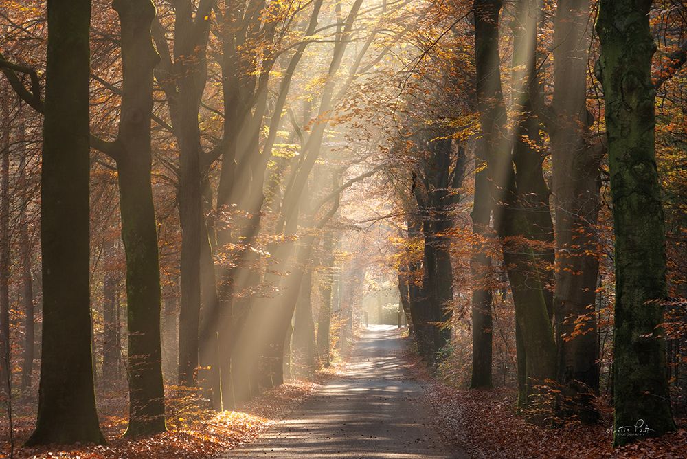 Autumn Spotlight art print by Martin Podt for $57.95 CAD