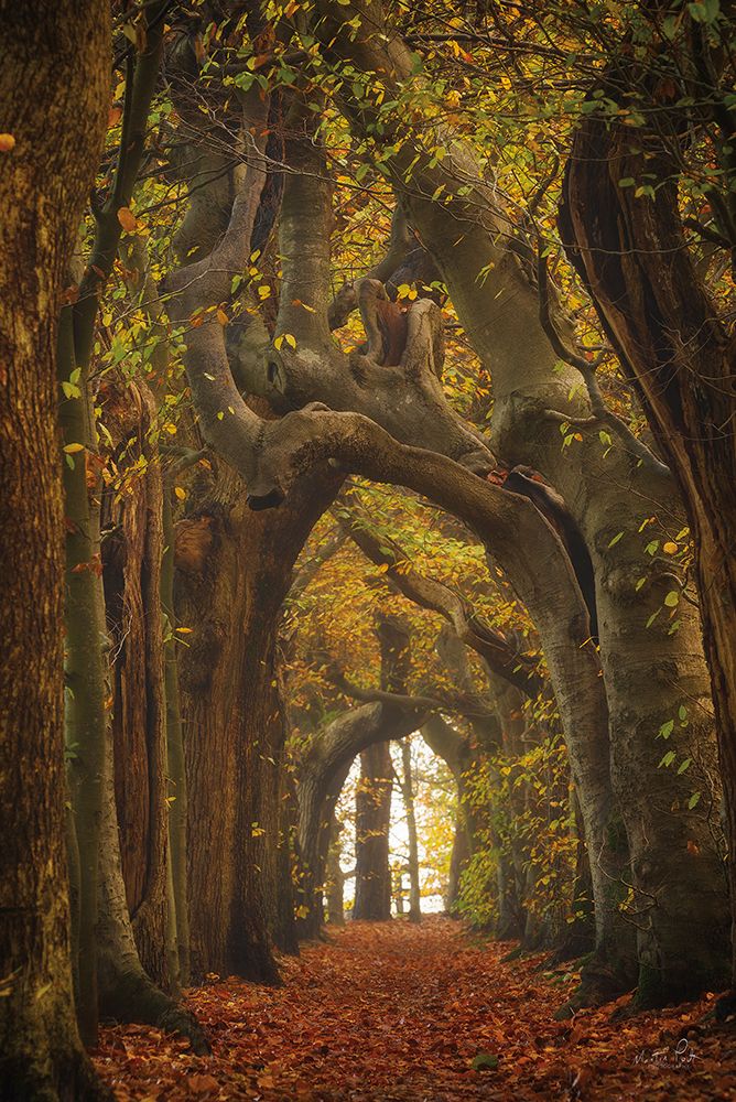 Tree Tunnel art print by Martin Podt for $57.95 CAD