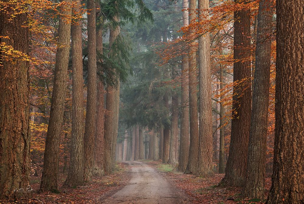 Autumn Pathway art print by Martin Podt for $57.95 CAD