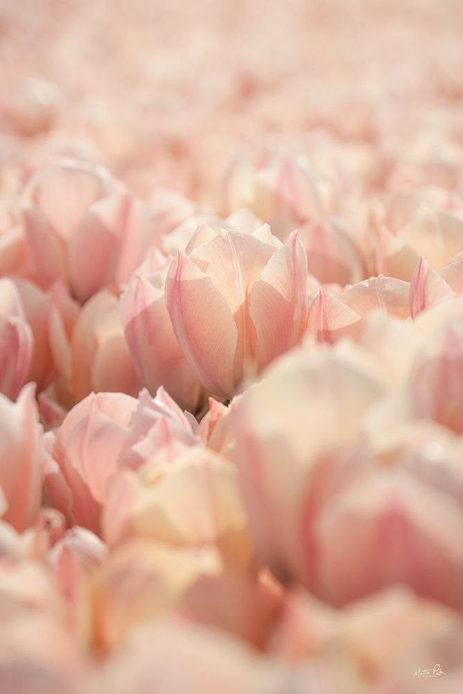 Pink Petals art print by Martin Podt for $57.95 CAD