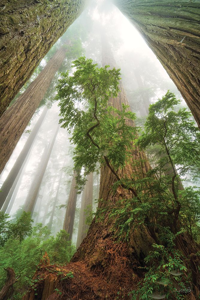 Cathedral of Nature art print by Martin Podt for $57.95 CAD