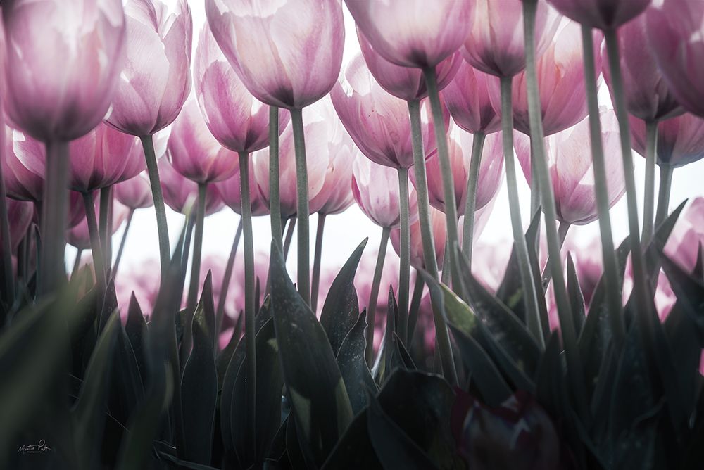 Uplifting art print by Martin Podt for $57.95 CAD