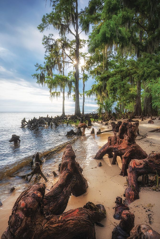 The Beach Forest art print by Martin Podt for $57.95 CAD