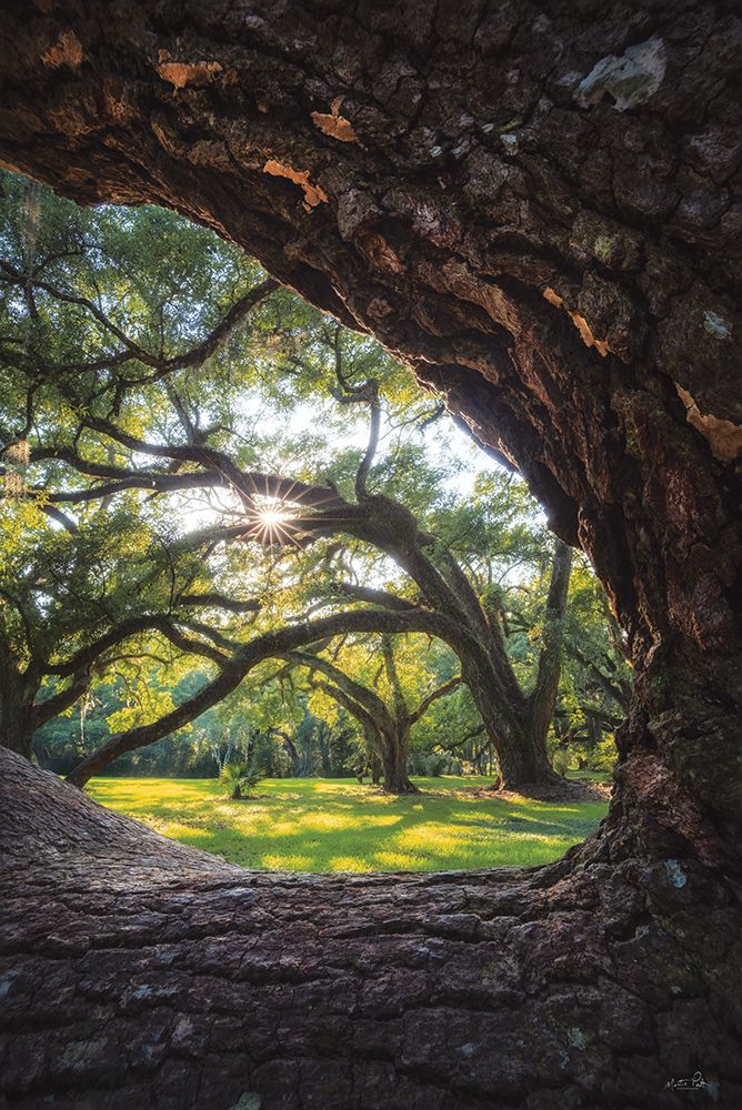 Live Oak Lace art print by Martin Podt for $57.95 CAD