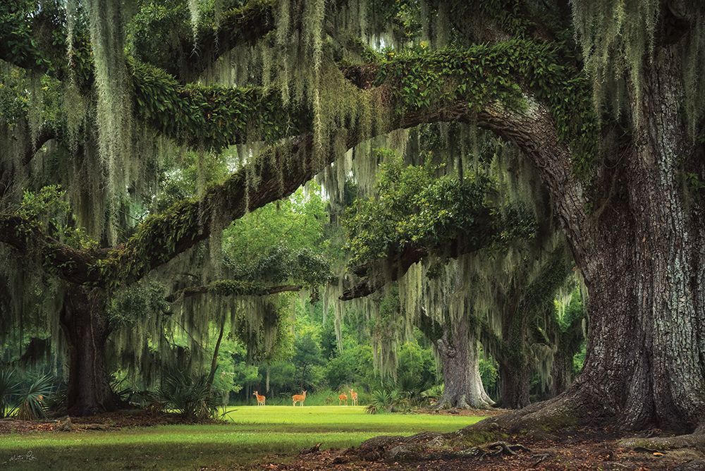 Deer Among the Moss I art print by Martin Podt for $57.95 CAD