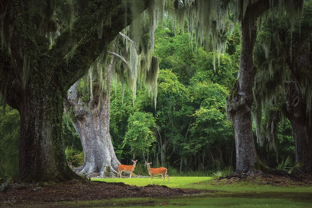 Deer Among the Moss II art print by Martin Podt for $57.95 CAD