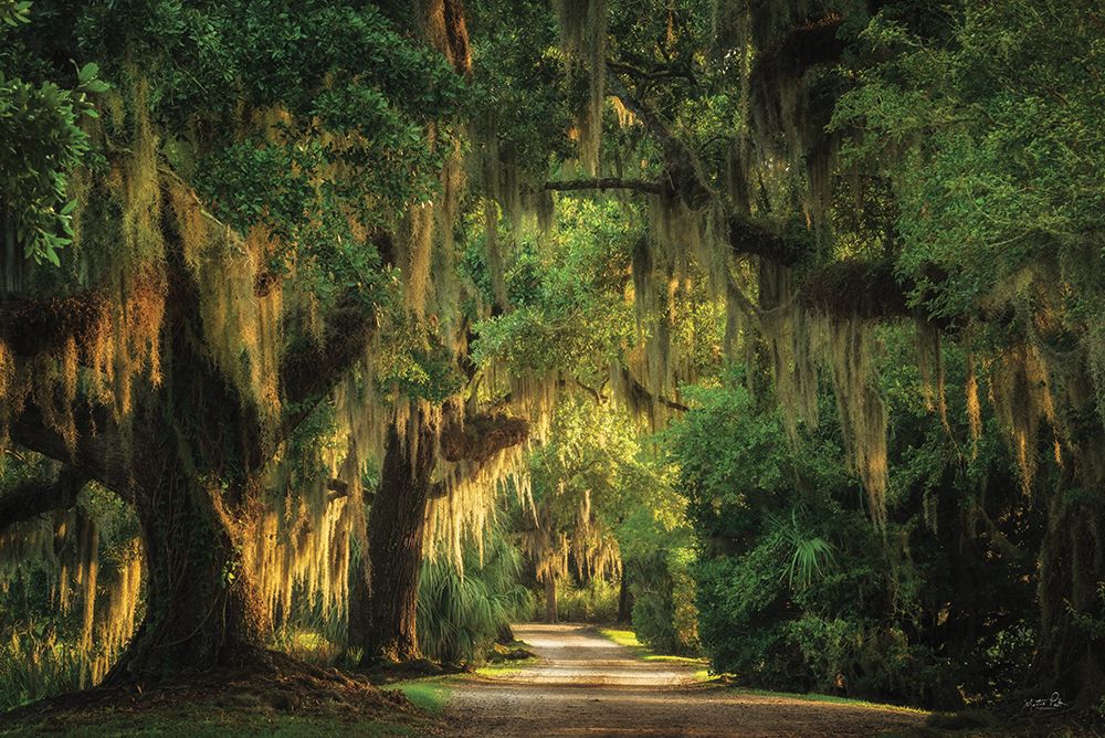 Moss Draped Path art print by Martin Podt for $57.95 CAD