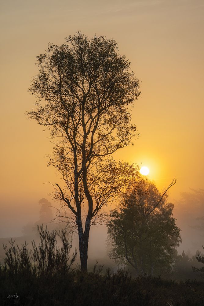 Foggy Sunrise art print by Martin Podt for $57.95 CAD