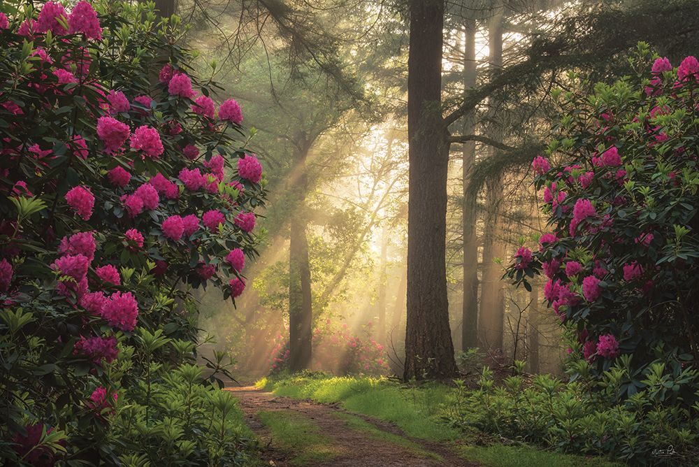 Enchanted Path I art print by Martin Podt for $57.95 CAD