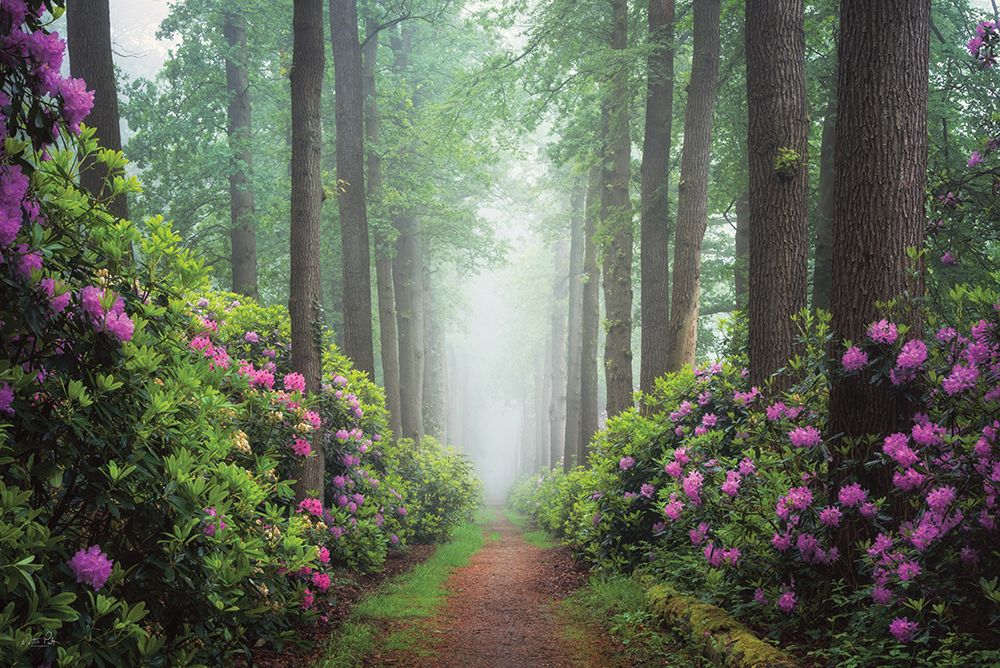 Pop of Pink art print by Martin Podt for $57.95 CAD