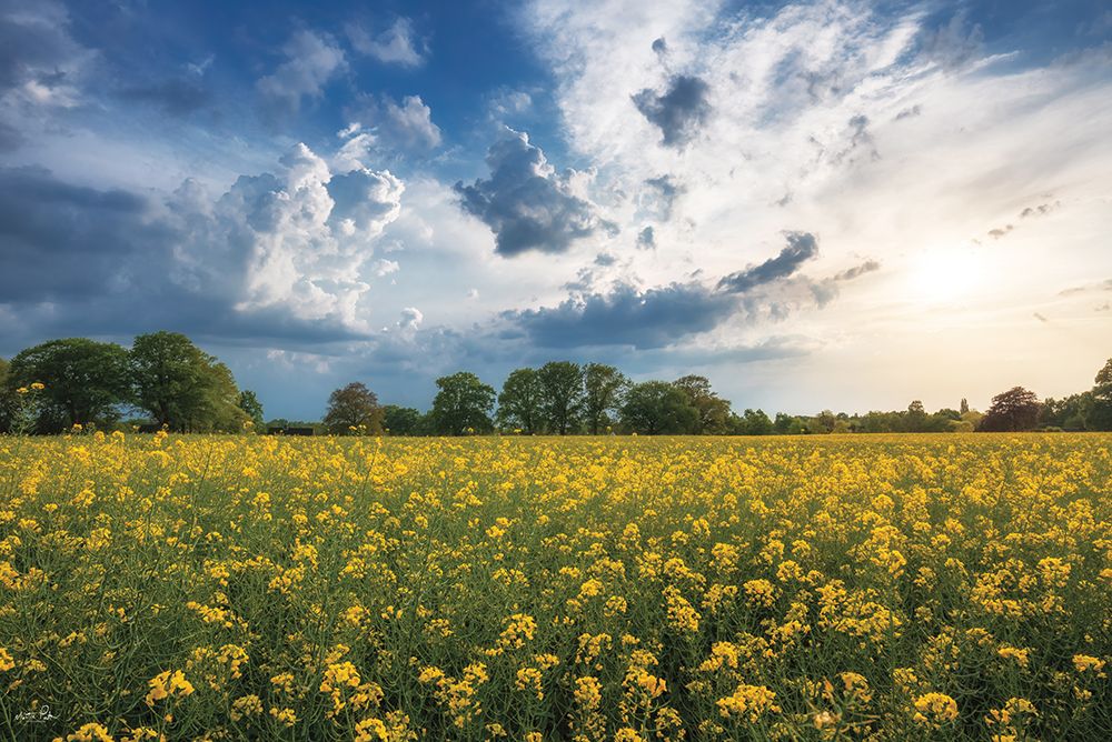 Beneath a Summer Sky art print by Martin Podt for $57.95 CAD