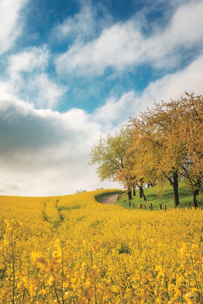Rapeseed Road art print by Martin Podt for $57.95 CAD