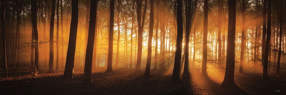 Natures Glow art print by Martin Podt for $57.95 CAD