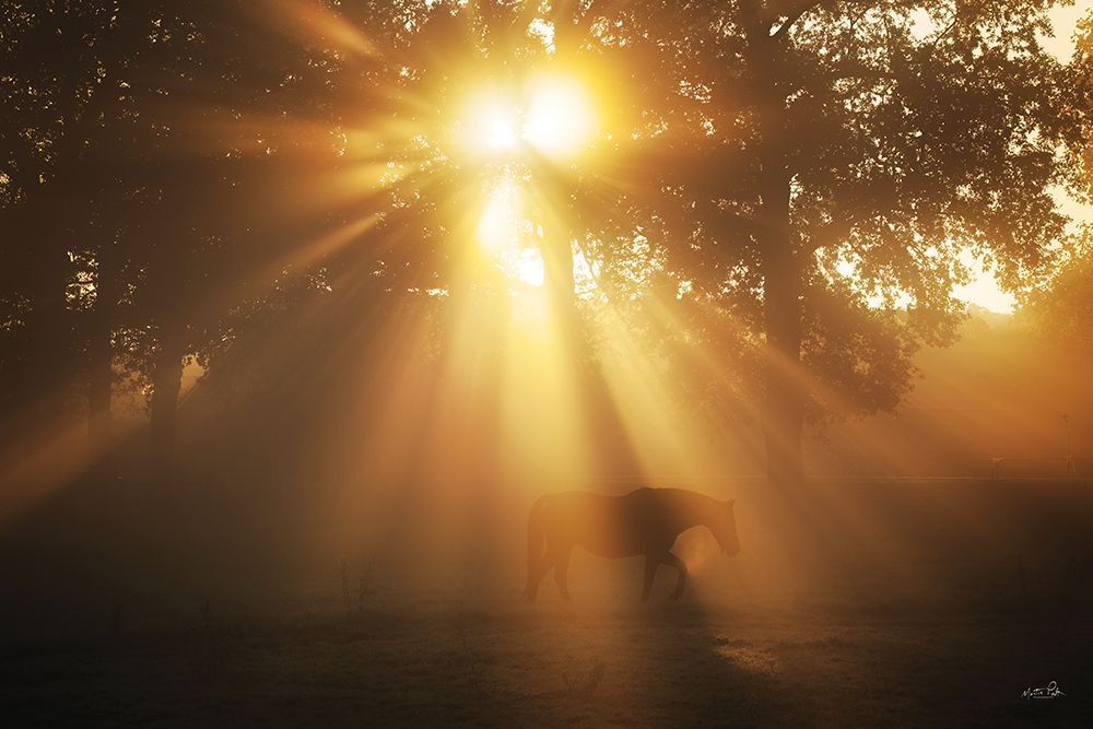 Magic of the Morning art print by Martin Podt for $57.95 CAD